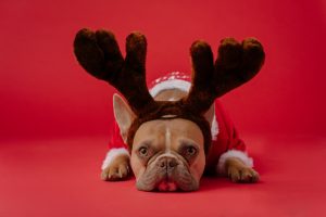 sad looking Boston Terrier wearing reindeer antlers and Santa suit lays on the ground, feeling holiday sadness